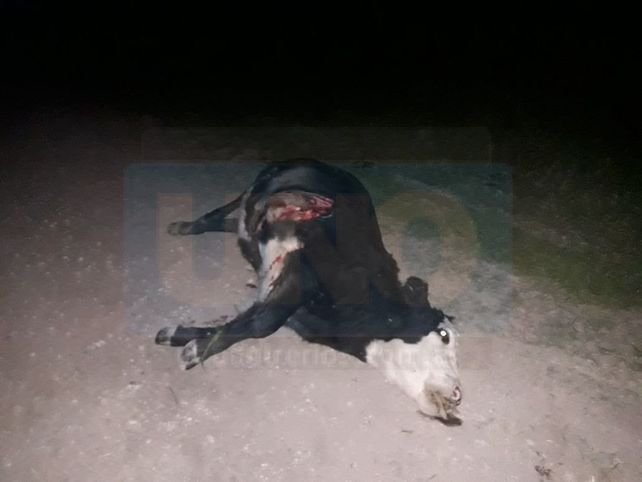 Senador de Cambiemos se accidentó al chocar una vaca