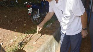 La aparición de un gusano venenoso puso en alerta a la provincia de Misiones