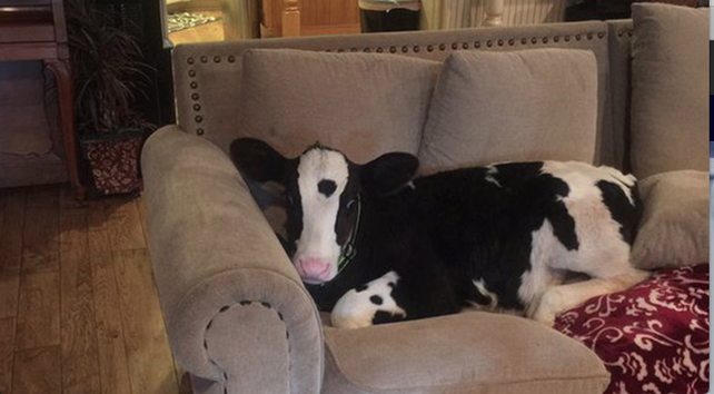 Goliath: la vaca que se cree perro
