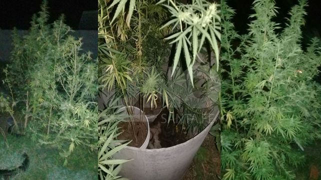 Detuvieron a un hombre armado y le secuestraron 12 plantas de marihuana