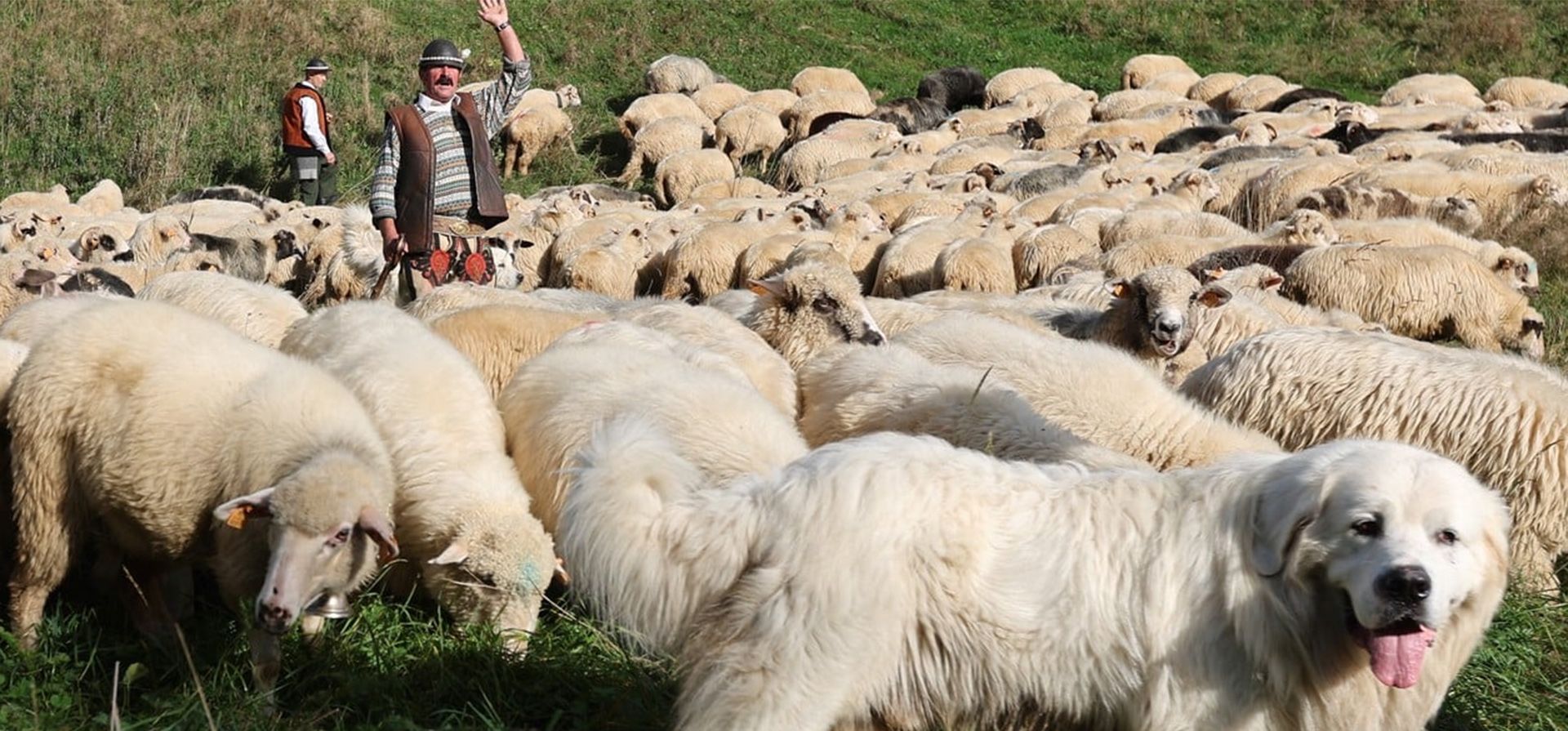 Pastores acompañan al rebaño de ovejas junto a sus perros guias, a pastar en las montañas, durante el redyk de otoño en el pueblo de Ochotnica Gorna, sur de Polonia. Foto: EFE/ Grzegorz Momot Pastores acompañan al rebaño de ovejas junto a sus perros guias, a pastar en las montañas, durante el redyk de otoño en el pueblo de Ochotnica Gorna, sur de Polonia. Foto: EFE/ Grzegorz Momot