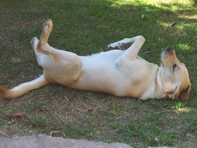 Los siete años caninos, ¿mito o realidad?