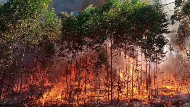 Concordia: sofocaron incendio de grandes proporciones