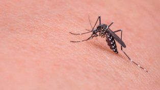 Dengue: recalcan importancia de monitorear el Aedes Aegypti