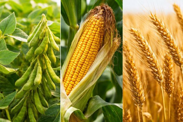 Las lluvias de febrero fortalecen la campaña agrícola y consolidan la perspectiva de una cosecha récord en Santa Fe