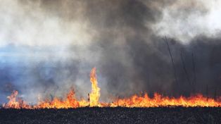 Ante los incendios en el delta del río Paraná investigan cómo regenerar pasto
