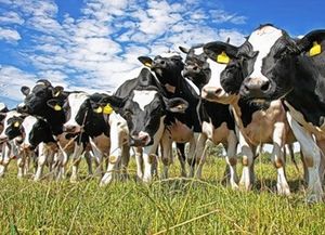 Tragedia en un campo del departamento Castellanos: murieron 18 vaquillonas por posible empaste tras ser perseguidas por perros