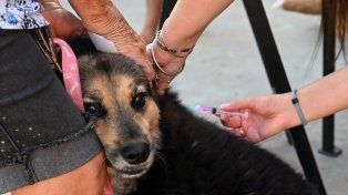 Vacunación y castraciones gratuitas para animales de compañía