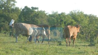 Cayeron casi un 30 por ciento las exportaciones de carne