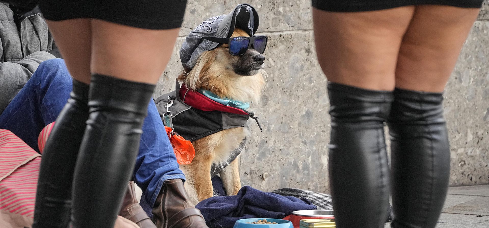 Un perro disfrazado de vagabundo observa cómo decenas de miles de personas celebran el inicio de la temporada de carnaval en las calles de Colonia, Alemania, el viernes 11 de noviembre de 2022.