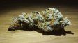 Concepción del Uruguay: tres años de prisión condicional para los dueños de un grow shop