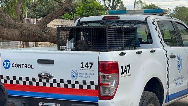 Maltrato animal: en la gran mayoría de los casos
