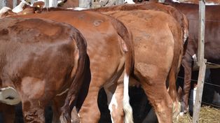 Las sociedades están alertas a las formas de producción, comercialización y transporte.