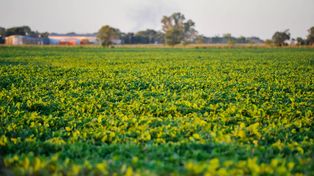 El gobierno nacional pagará en los próximos días&nbsp; compensaciones por derecho de exportación a pequeños productores de soja santafesinos.