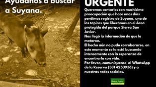 Liberaron a una tapir para reinsertarla y la hallaron muerta