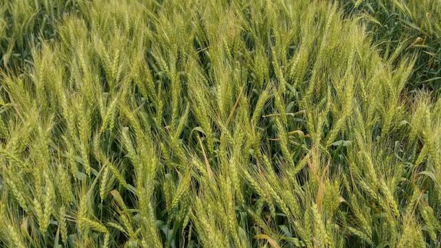 Trigo. El cultivo debe enfrentar desafíos como enfermedades y pérdidas por anegamiento.