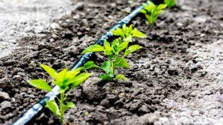 Producir más con menos: un paso firme hacia la agricultura regenerativa