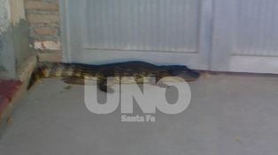 Encontró un yacaré en la puerta de su casa