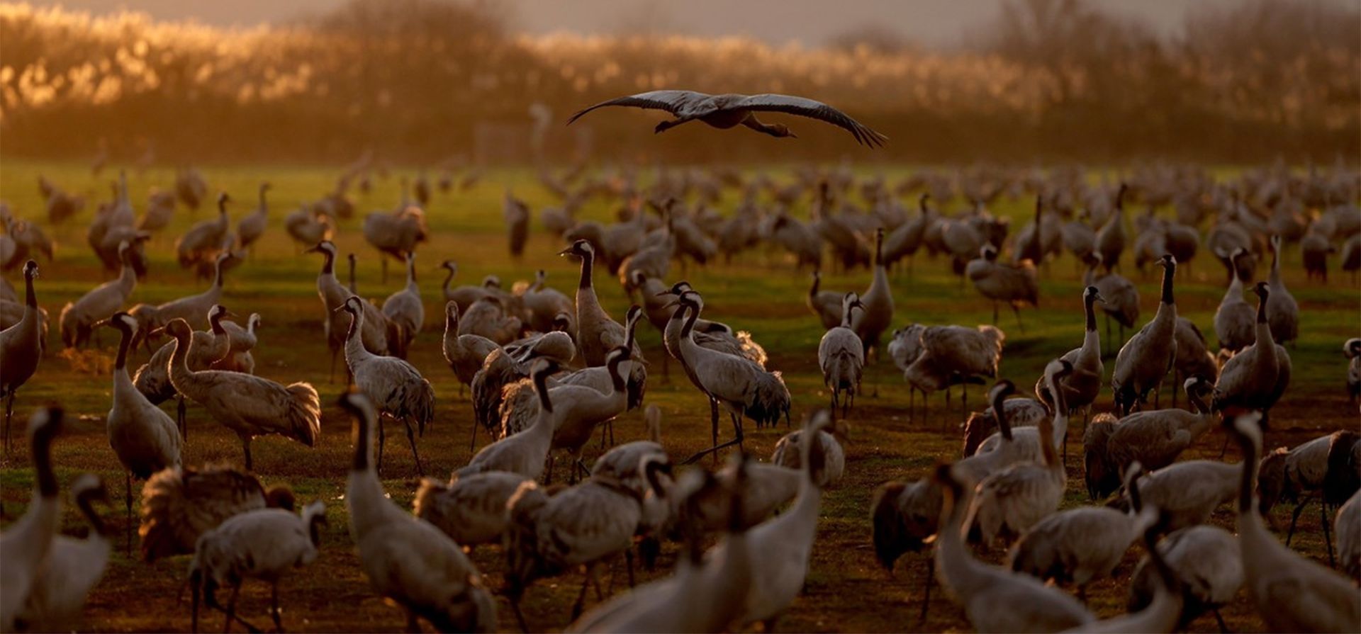 La reserva natural del lago Hula, hogar de miles de aves migratorias en el otoño y la primavera, reabrió al público en diciembre de 2024 después de haber estado cerrada durante más de un año debido al conflicto. La reserva natural del lago Hula, hogar de miles de aves migratorias en el otoño y la primavera, reabrió al público en diciembre de 2024 después de haber estado cerrada durante más de un año debido al conflicto.
