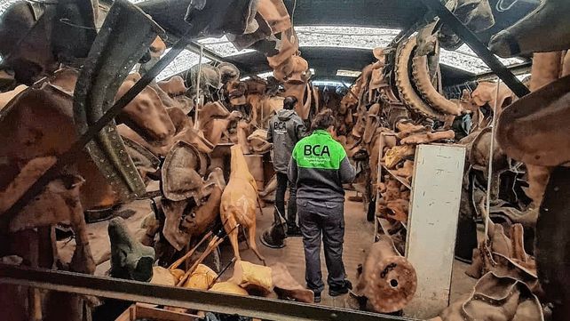 Allanaron un taller taxidermista que traficaba piezas de especies protegidas