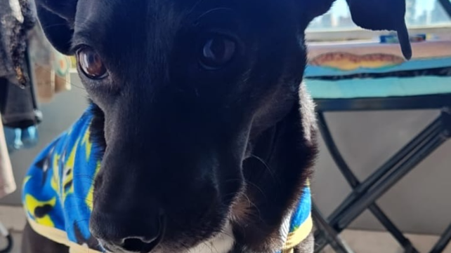 Caso Lolo: piden que la Justicia no devuelva el perro a su presunto abusador