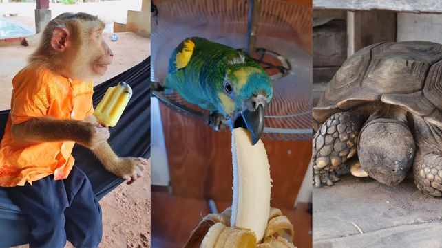 El trafico ilegal de especies silvestres significa el destierro de más de 135 especies en Argentina. Aves