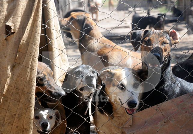 Solos. Los 75 animales que permanecen en el predio esperan ser adoptados