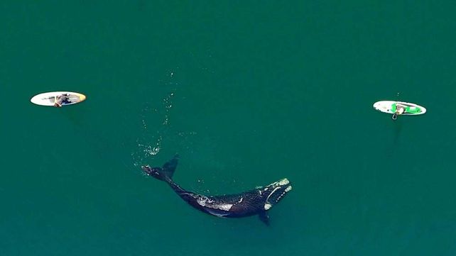 Dos ballenas curiosas en Puerto Madryn: las increíbles fotos