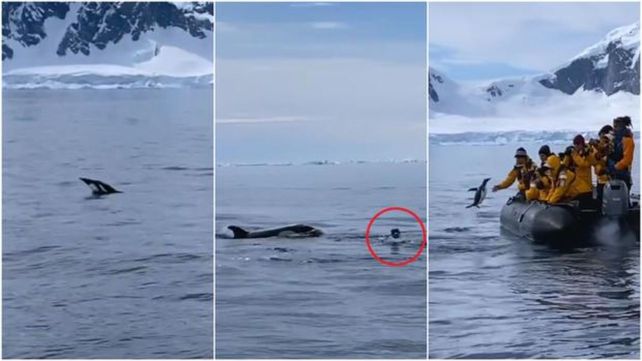 La fuga desesperada de un pingüino del ataque de las orcas tuvo un final inesperado