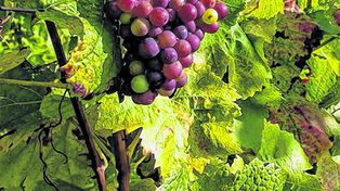 De dónde vienen los productos que van al dólar agro, más allá de la soja