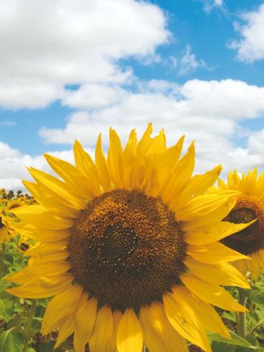 La campaña de girasol en Santa Fe alcanzó niveles récord