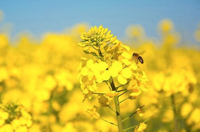 La colza es uno de los nuevos cultivos oleginosos que ganan terreno en el agro argentino.