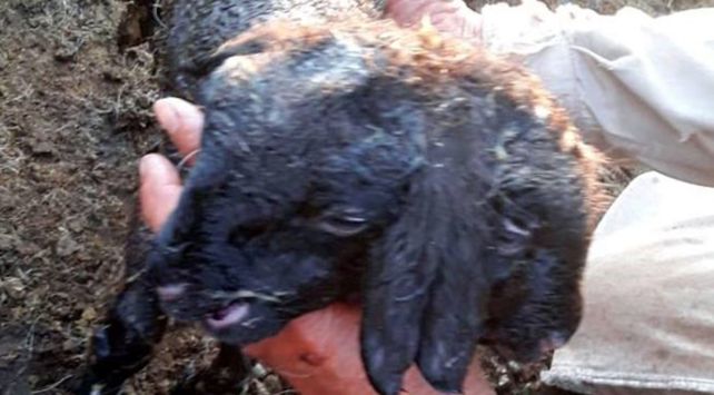 CORDERO DOS CABEZAS 1