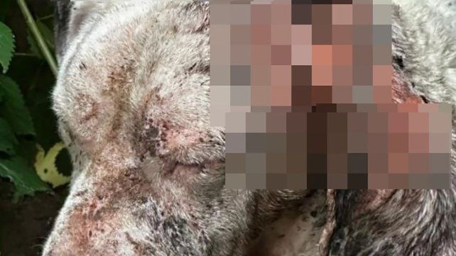 El médico veterinario policial constató que el perro estaba desnutrido y una herida de gran tamaño con miasis en la cabeza. Lo internaron en Concordia