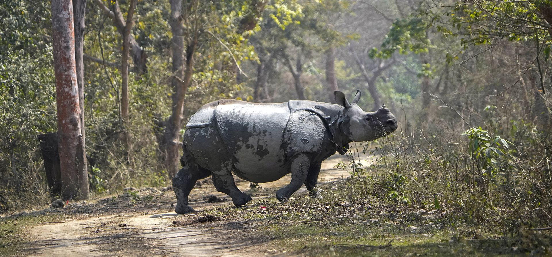 Un rinoceronte mayor de un cuerno cruza un sendero dentro del Santuario de Vida Silvestre Pobitora en las afueras de Guwahati, India, el miércoles 6 de marzo de 2024. (Foto AP/Anupam Nath) Un rinoceronte mayor de un cuerno cruza un sendero dentro del Santuario de Vida Silvestre Pobitora en las afueras de Guwahati, India, el miércoles 6 de marzo de 2024. (Foto AP/Anupam Nath)