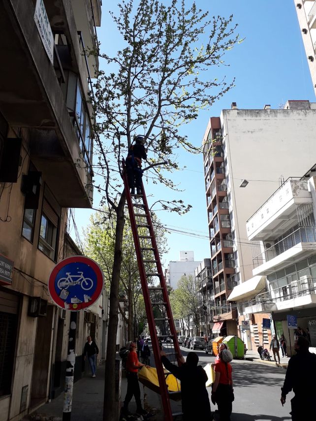 Un gato en las alturas. El felino se trepó a una de las ramas más altas de un árbol