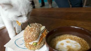 Los amantes de los gatos ya disfrutan de una cafetería temática en Nueva York