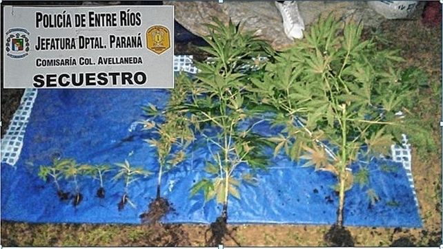 El joven de 24 años cultivaba las plantas de marihuana en su casa de Colonia Avellaneda.