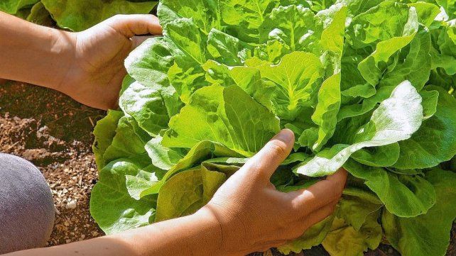 Horticultores intensifican su labor en medio de un calor agobiante que puede afectar su producción