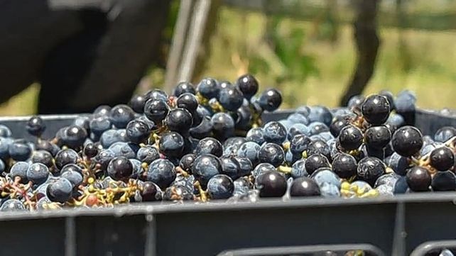 Buen clima: en viñedos entrerrianos la vendimia es un éxito