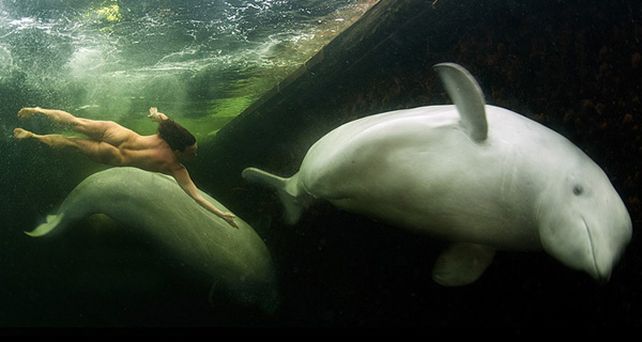 Una mujer nad&oacute; desnuda junto a belugas en los mares helados del Artico (fotogaleria)
