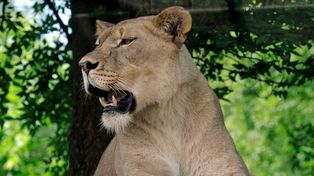 La leona Akili, que vivió en el zoológico desde 2007 y fue mortalmente atacada por el macho Josh.