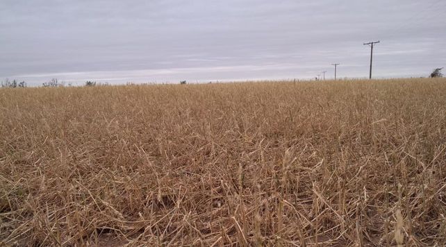 El trigo sufrió daños por granizo y viento.