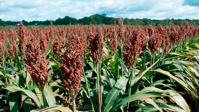 El sorgo. El mercado interno no pudo escapar a la tendencia bajista en general y siguió la evolución del mercado FOB.
