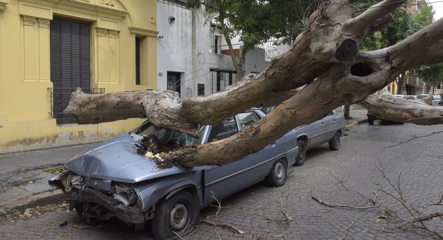 Un árbol cayó sobre un Renault 9 en Joaquín V. González al 900. Al menos media docena de vehículos fueron dañados por ramas en diversos puntos de la ciudad.(Sebastián Suárez Meccia / La Capital)