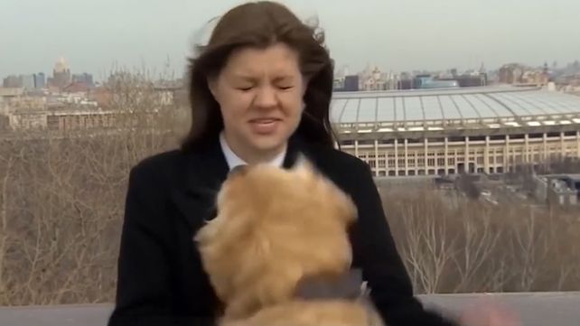 Un perro le arrebata el micrófono a una periodista durante un vivo y escapa del lugar