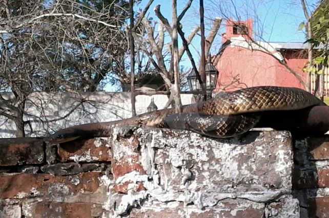 Un corondino halló una curiyú en el tapial de su casa