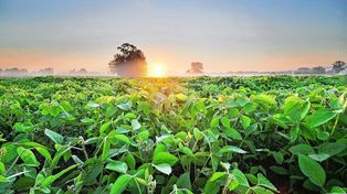 Producir más con menos: un paso firme hacia la agricultura regenerativa