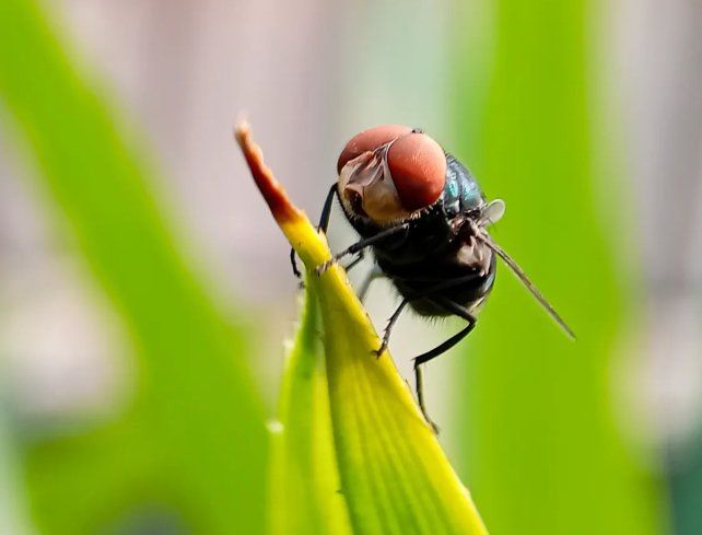 El gusano barrenador del Nuevo Mundo pone en alerta rojo a la ganadería de EEUU