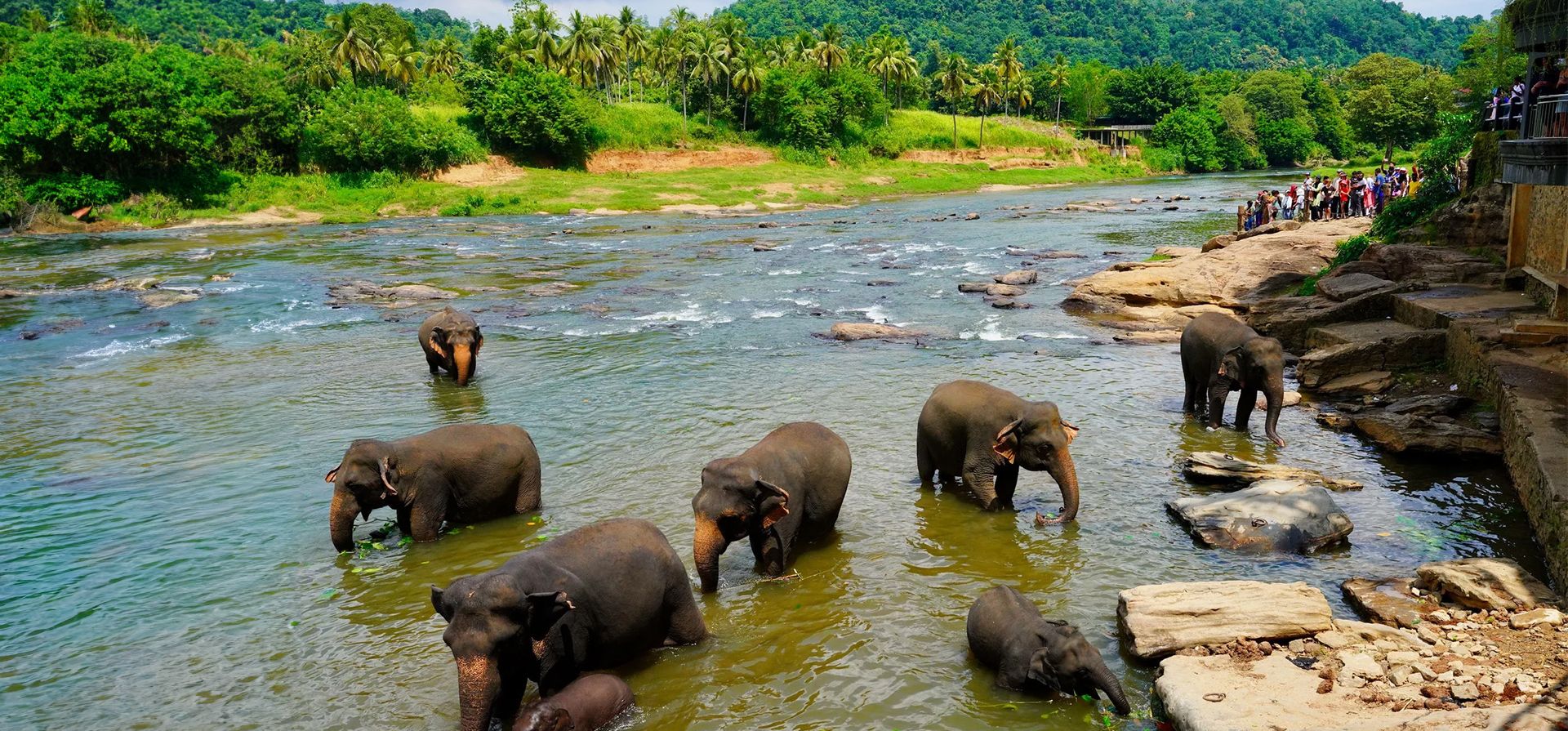 Los elefantes se bañan en un río en el orfanato de elefantes de Pinnawala. Establecida en 1975, la instalación es la primera de su tipo y alberga a 69 elefantes huérfanos, Pinnawala, Sri Lanka. Fotografía: Xinhua/Rex/Shutterstock Los elefantes se bañan en un río en el orfanato de elefantes de Pinnawala. Establecida en 1975, la instalación es la primera de su tipo y alberga a 69 elefantes huérfanos, Pinnawala, Sri Lanka. Fotografía: Xinhua/Rex/Shutterstock